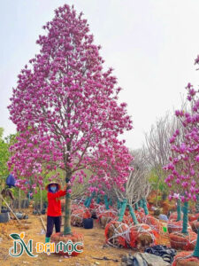 Cây hoa mộc lan đại thụ, hàng ngàn bông hoa nở rộ đồng loạt