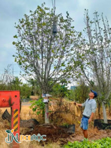 Bọc và buộc cây mộc lan cổ thụ cao hơn 4m