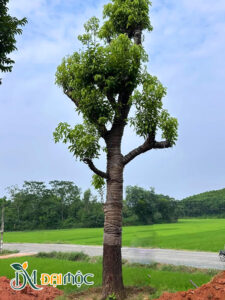 Cây kích thước khủng đã dưỡng ủ thành công, đường kính gốc 50cm