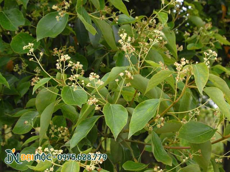 Mùa hoa cây long não cổ thụ