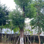Cây long não cổ thụ đường kính gốc 30 - 60cm