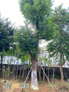 Cây chiều cao 7m, đường kính gốc 45cm