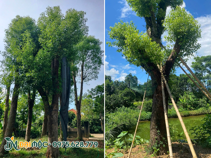 Những gốc cây long não cổ thụ dáng lùn thích hợp trồng sân vườn biệt thự