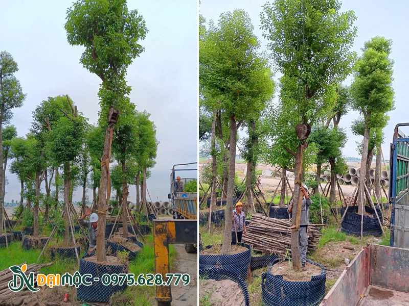 Công nhân đang buộc đai vải để cẩu cây long não cổ thụ lên xe