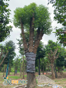 Gốc long não "khổng lồ" đường kính gốc khoảng 60 - 70cm