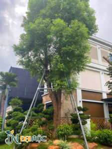 Cây long não cổ thụ trồng trấn trạch trong khuôn viên biệt thự 2 tầng