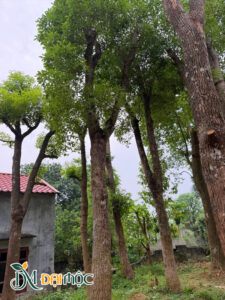 Hàng cổ thụ thoát thấn cao hơn 3m, vanh thân 110cm