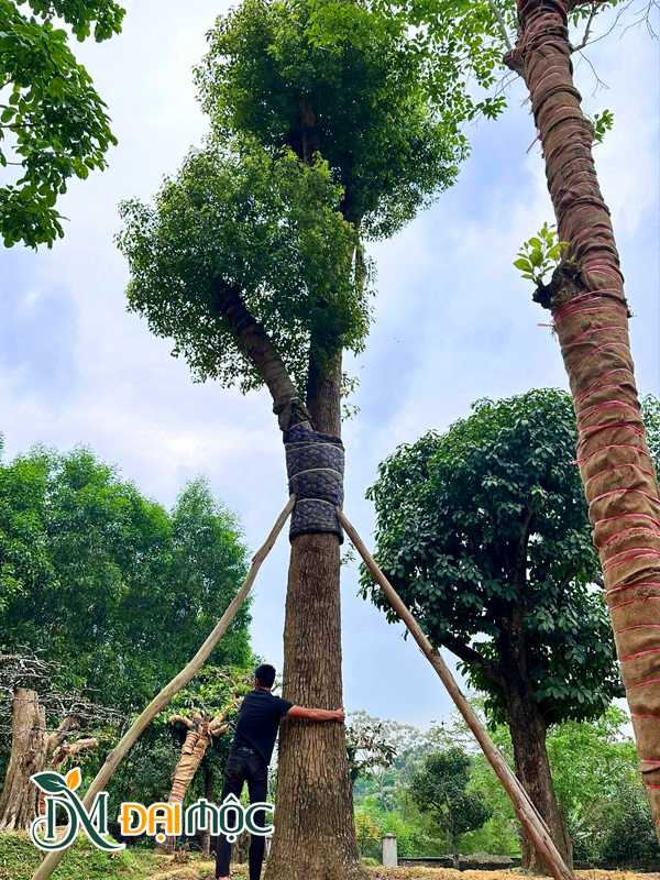 Cây Long Não Cổ Thụ