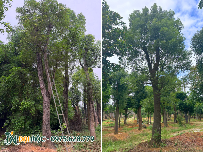 Dưỡng ủ cây long não đại thụ thoát thân cao 3m