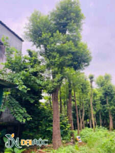 Hàng tinh tuyển vanh gốc 130cm, chiều cao khoảng 6m