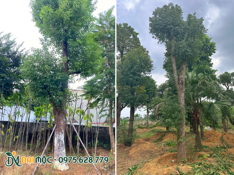 Dưỡng ủ cây long não cổ thụ độc bản tại khu vực phía Nam