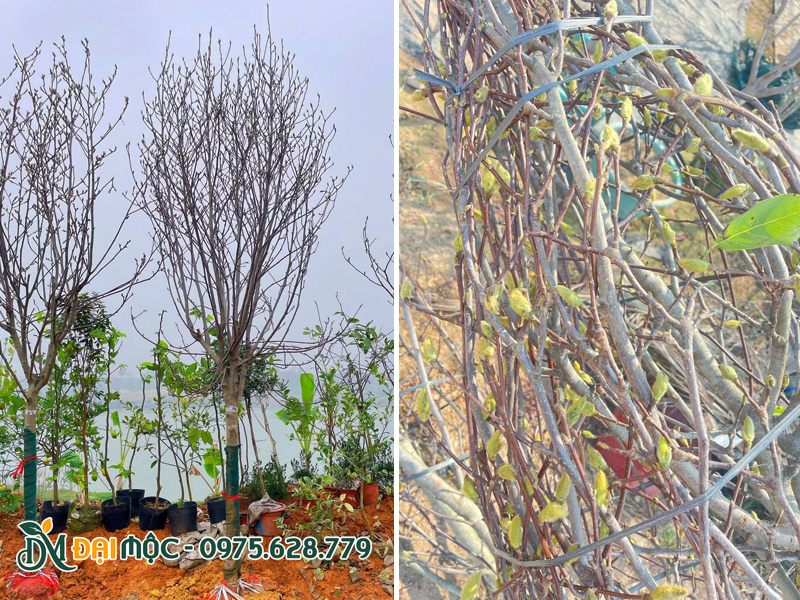 Cây mộc lan giá tốt, chiều cao hơn 4m