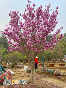 Cây mộc lan cao 3m, hoa nở siêu sai