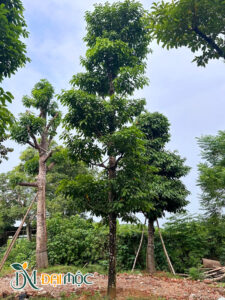 Cây sang đỏ đại thụ cao trên 8m