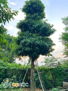 Cây đã dưỡng ủ, tán nhiều tầng, hình chóp đẹp