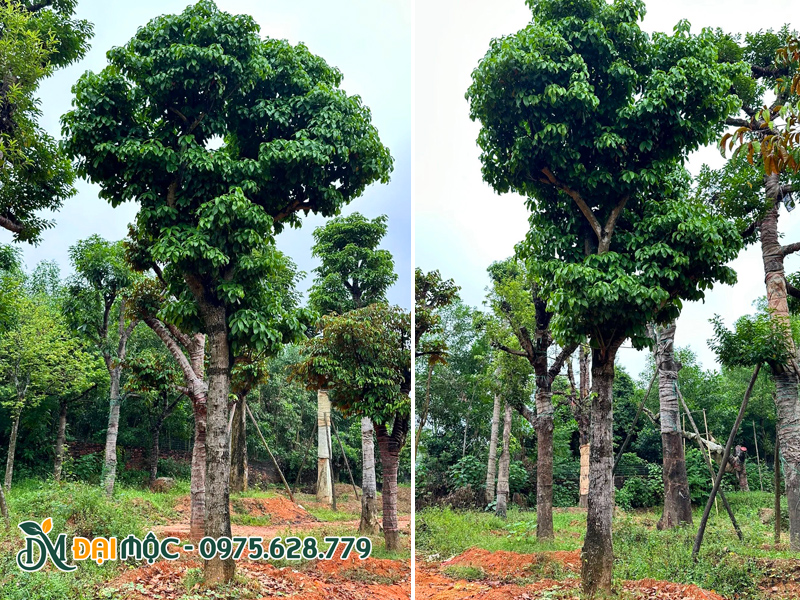 Dưỡng ủ cây sang cổ thụ tại Đồng Tháo của Cây Xanh Đại Mộc
