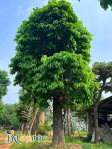 Cây sang cổ thụ đường kính gốc khoảng 60cm
