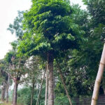 Sang cổ thụ đường kính gốc 30 - 45cm tinh tuyển kỹ