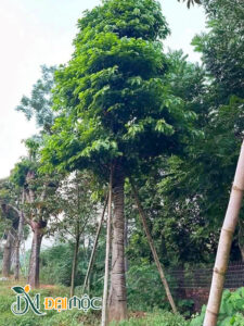 Một gốc sang cổ thụ thoát thân thẳng, chiều cao 6m