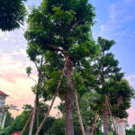 Sang đỏ đường kính gốc 30cm