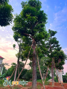Cây thoát cao, thẳng đẹp, tán lá đã bắt đầy xanh sum suê
