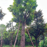 Cây sang dâm ủ đường kính gốc 45cm