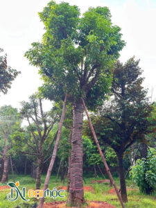 Cây sang cổ thụ đang ra lộc non, đường kính gốc 45cm
