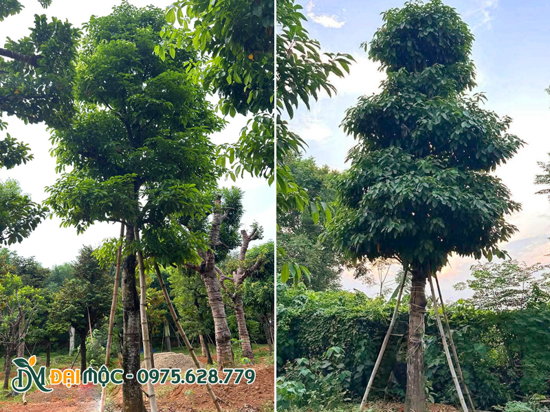 Cây dưỡng ủ chiều cao 5 - 6m, đường kính gốc 30cm trở lên