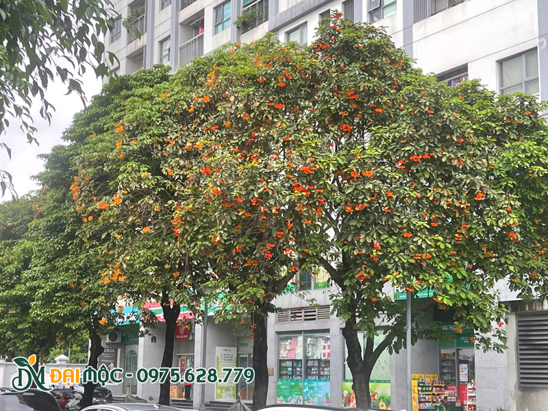 Hàng cây sang cổ thụ trồng dọc đường nội khu đô thị