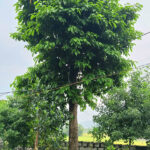 Cây sang cổ thụ vanh 120cm