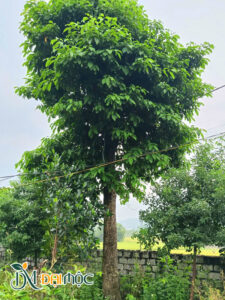 Cây tán dù đẹp, lá xanh rì