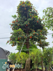 Hình ảnh cây sang cổ thụ quả đỏ rực trên tán cành