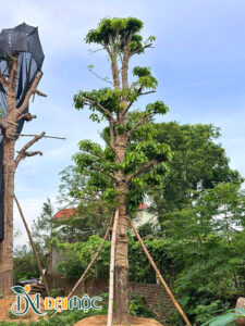Cây trồng dưỡng ủ trên mô đắp nổi tại vườn ở Thái Bình