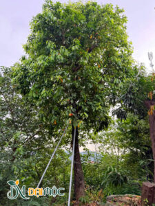 Cây sang cổ thụ cao hơn 5m, tán đường kính khoảng 4m