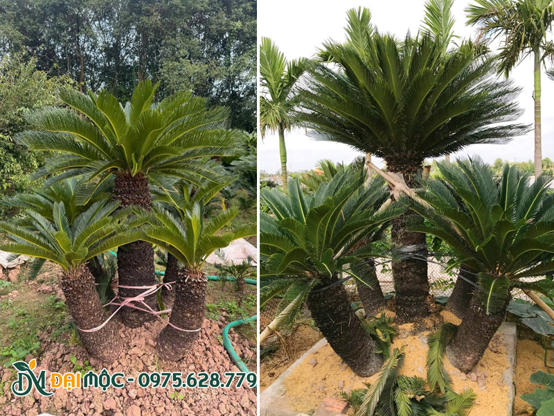 Vạn tuế cổ thụ đa thân đẹp, các thân con phân bố đều 4 phía quanh thân chủ