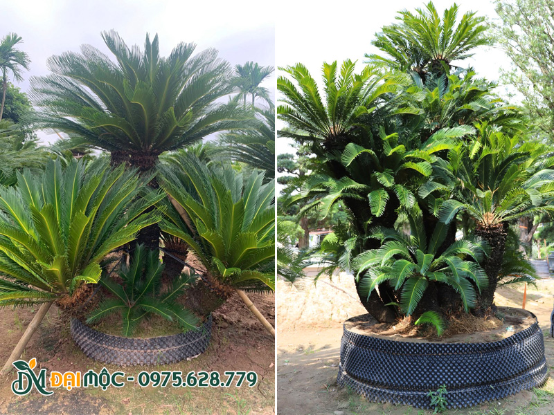 Dưỡng ủ cây vạn tuế cổ thụ trong bầu nổi