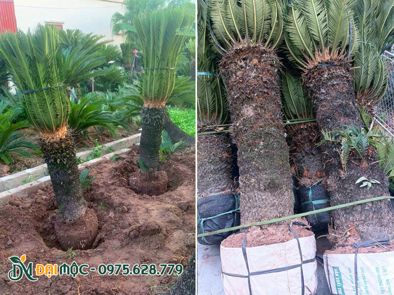 Bứng bầu cây vạn tuế cổ thụ lóng thân cao 1m