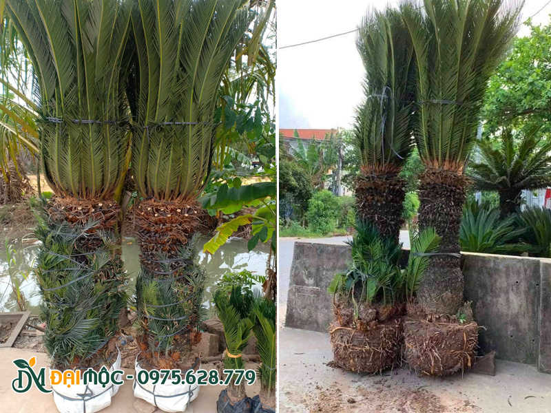 Cây thân cột mới bứng, tán lá được bó gọn