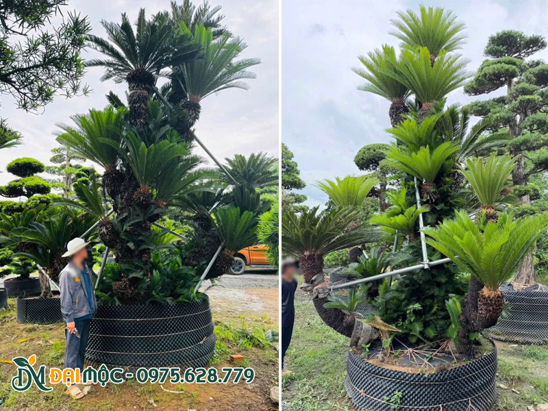 Những bụi vạn tuế "khổng lồ" chiều cao 4 - 5m