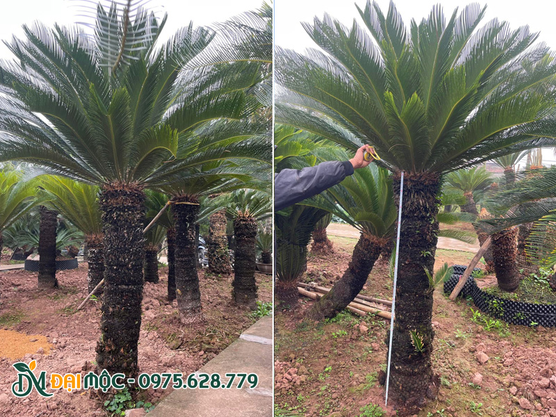 Vườn cây vạn tuế cổ thụ đơn thân, lóng cao khoảng 1.5m