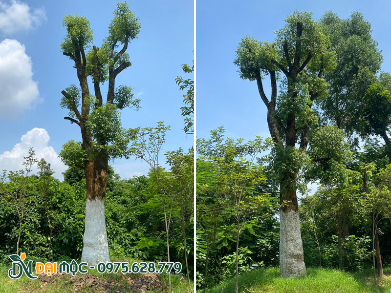 Quét vôi phòng sâu bệnh cho cây long não đại thụ đang dâm ủ