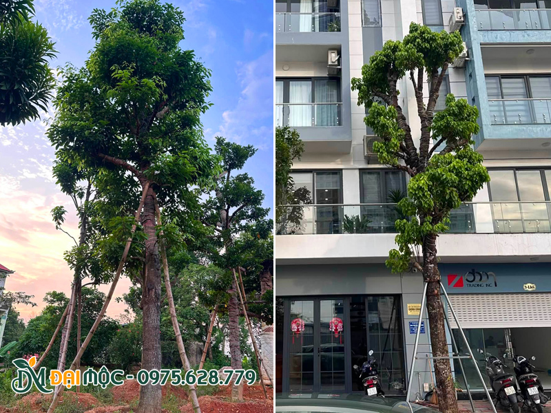 Dịch vụ trồng cây sang đỏ cổ thụ cho khuôn viên hạng sang