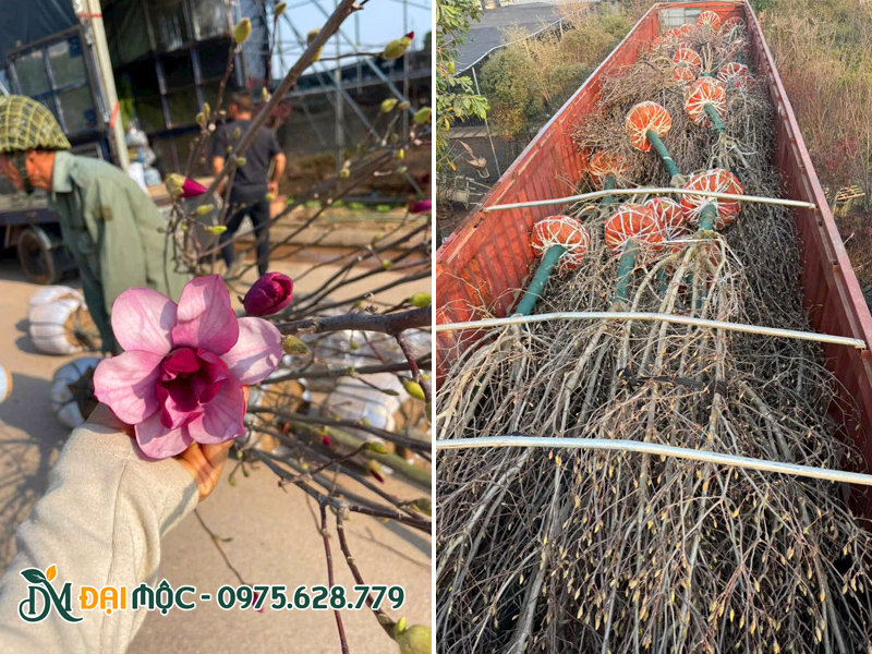 Vận chuyển cây mộc lan bằng xe tải thùng và xe đầu kéo siêu trường siêu trọng