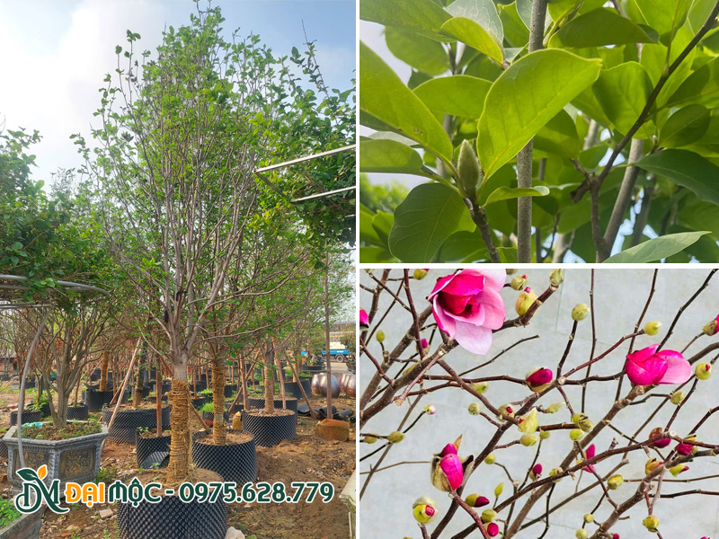 Kiểm tra cây mộc lan cổ thụ