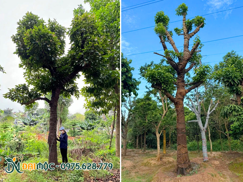 Tuyển chọn cây sang cổ thụ đã dâm ủ lâu năm