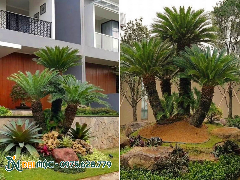 Cây vạn tuế cổ thụ 5 thân trồng sân vườn biệt thự
