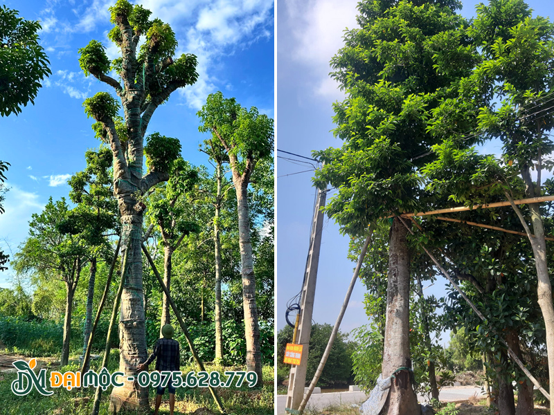 Vườn dưỡng ủ cây sang đại thụ
