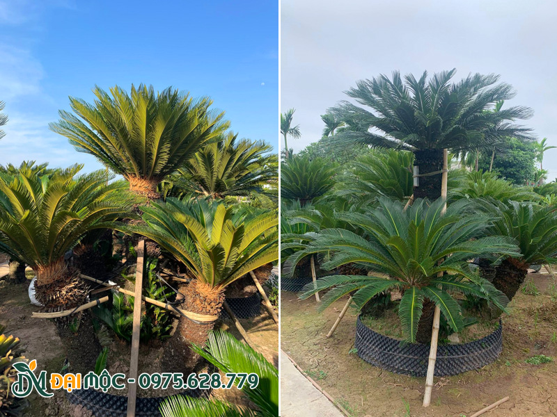 Dưỡng ủ số lượng lớn cây vạn tuế nhiều thân tại Hưng Yên