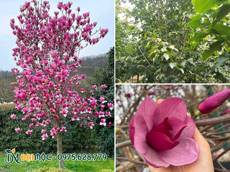 Đặc điểm hình thái cây hoa mộc lan