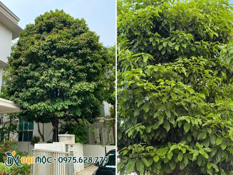 Cây sang cổ thụ trồng sân vườn biệt thự, tán lá xanh dày quanh năm